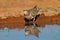 Closeup shot of a pin-tailed sandgrouse near the water