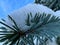 Closeup shot of a pine branch silvered by frost against a blue sky