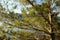 Closeup shot of pine leaves on a tree in the forest in Kentucky, USA