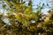 Closeup shot of pine leaves on a tree in the forest in Kentucky, USA