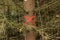 Closeup shot of a pine tree in forest marked with red X to be cut down