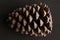 Closeup shot of a Pinecone isolated on black background