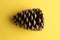 Closeup shot of a pinecone isolated on a yellow background