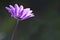 Closeup shot of pink Anemone hortensis flower