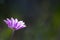 Closeup shot of pink Anemone hortensis flower