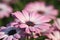 Closeup shot of pink arctotis flower