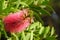 Closeup shot of the pink bottlebrush flower - Callistemon