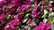 A closeup shot of Pink Bougainvillea plant vine, flowers and leaves. dehradun Uttarakhand India
