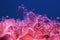 Closeup shot of pink corals in the sea