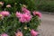 Closeup shot of pink dahlia cactus flowers