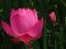 Closeup shot of pink divine lotus flower with leaves on a background