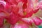 Closeup shot of the pink flower with waterdrops on the leaves in the garden on a sunny day