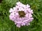 Closeup shot of pink flowers Gilliflower