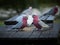 Closeup shot of pink gray Australian Galah birds perched on a wooden table eating crumbs