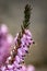 Closeup shot of pink heath erica flowers on a blurred background