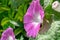 Closeup shot of a pink ipomoea flower