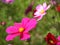 Closeup shot of pink lovely Common Cosmos flower on the blurred background