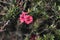 Closeup shot of pink manuka flowers