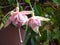 Closeup shot of pink Medinilla flowers