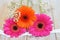 Closeup shot of pink and orange Barberton Daisy flowers lying on a wooden surface