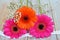 Closeup shot of pink and orange Transvaal Daisy and white Baby\'s Breath flowers
