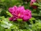 Closeup shot of pink peony under the sunlight