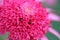 Closeup shot of pink petals of a blooming Aster flower
