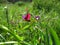 Closeup shot of a pink and purple Crimson Pea flower in a green field