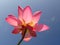 Closeup shot of a pink sacred lotus under the sunlight