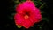 Closeup shot of a pink Shoeblackplant flower surrounded by green leaves in a garden