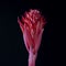 Closeup shot of the pink sprout of a flower behind a dark background