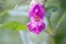 Closeup shot of a pink touchy glandular flower with green leaves on a blurred background