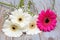 Closeup shot of pink and white Transvaal Daisy and Baby\'s Breath flowers lying on a wooden surface