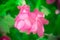 Closeup shot of a pink zygocactus flower