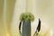 Closeup shot of the pistil of a tulip