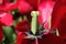 Closeup shot of the pistil of a tulip