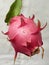 Closeup shot of Pitaya, Dragon fruit on white background