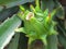 Closeup shot of a pitaya fruit in the soil