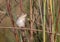 Closeup shot of a plain wren-warbler bird