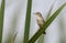 Closeup shot of a plain wren-warbler bird