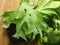 Closeup shot of a plant called Staghorn Fern