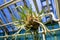 Closeup shot of a plant called two-forked antler fern  behind metal pipes