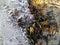 Closeup shot of a plant resembling the contrast of nature in Stavern, Norway