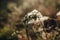 Closeup shot of a plant wrapped in a spiderweb on blurred background of field