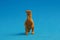 Closeup shot of plastic toy with dinosaur shape isolated on a blue background