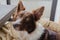 Closeup shot of a playful Border Collie with brown and white fur, looking into the camera