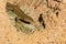 Closeup shot of Podarcis Liolepis lizard