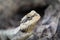 Closeup shot of a Pogona reptile (Bearded dragon)