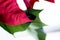 Closeup shot of poinsettia flower petal with a blurred background