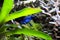 Closeup shot of a poisonous blue dart frog sitting on a patch of moss